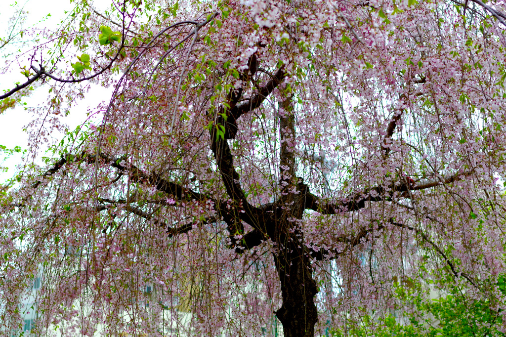 枝垂桜