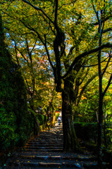 紅葉トンネル