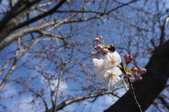 サクラ咲き始めて