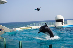一緒にジャンプ