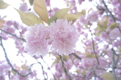 牡丹桜