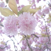 牡丹桜