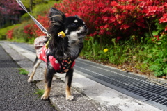 臆病な小さな犬