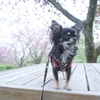 牡丹桜とコロネ