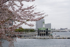 桜ときどき葉っぱ
