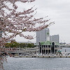 桜ときどき葉っぱ