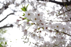 曇り空色の花