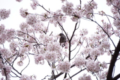 桜の森の鳥