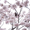 桜の森の鳥