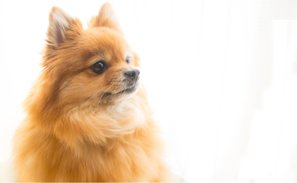 愛犬②