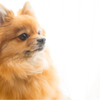 愛犬②