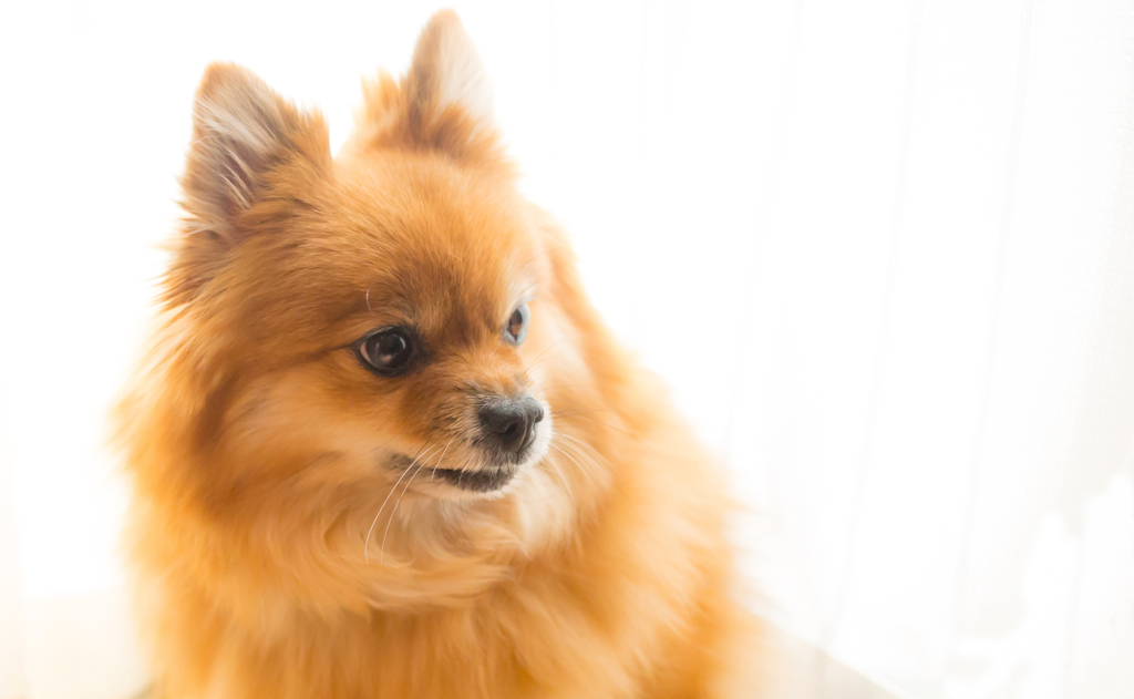 愛犬③