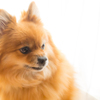 愛犬③