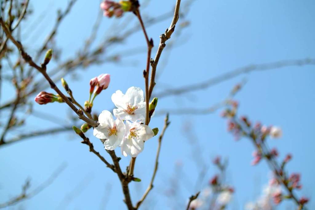 川沿いのさくら