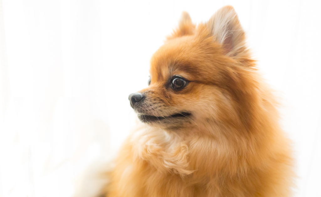 愛犬①