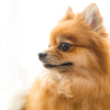 愛犬①