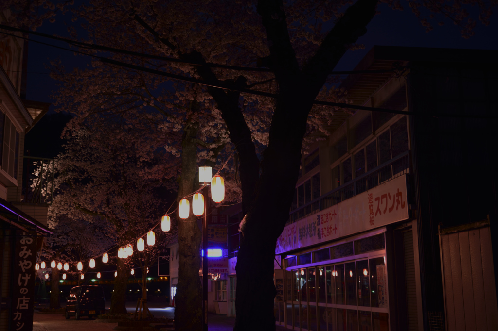 相模湖桜提灯