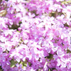 芝桜