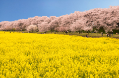 菜の花と桜並木