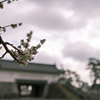 梅の季節