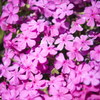 芝桜