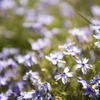 芝桜