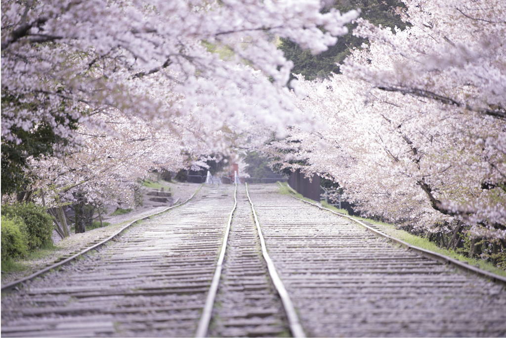 桜の花道