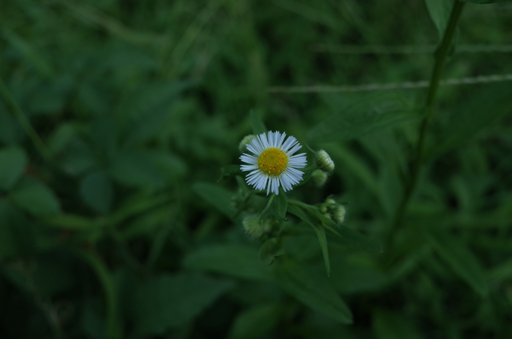 一朵花