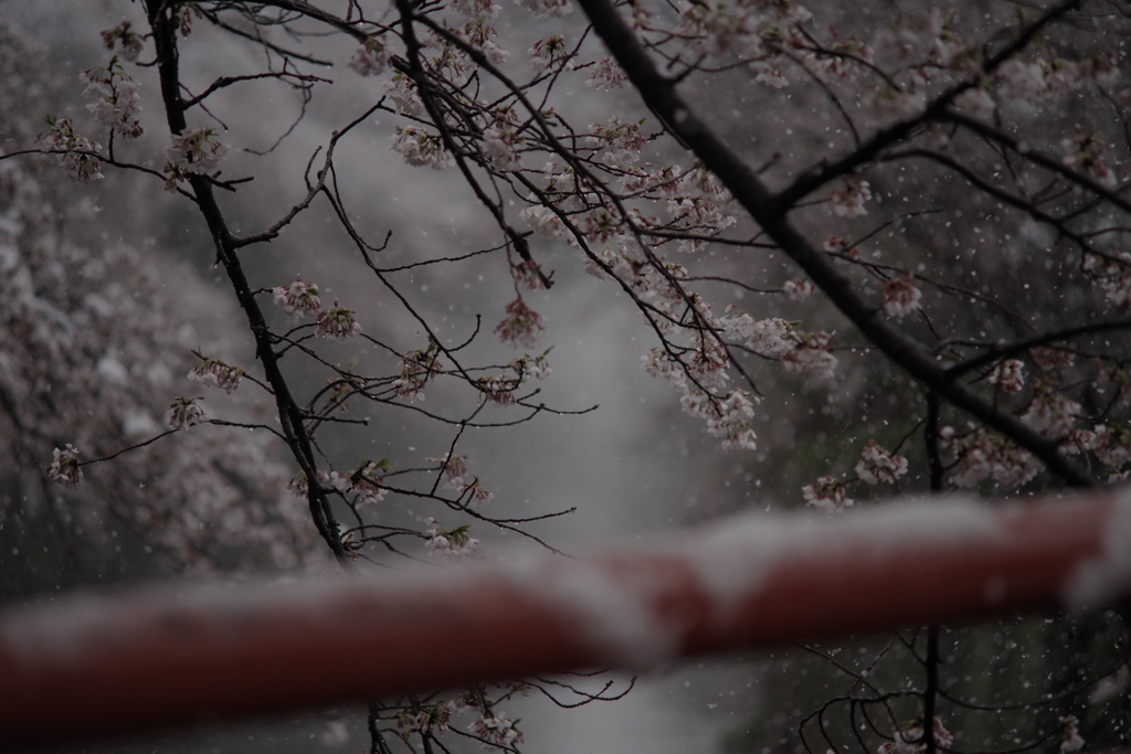 樱花与大雪