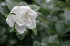 PIC_20150705_110954_6D1