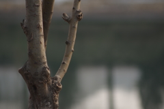 河边