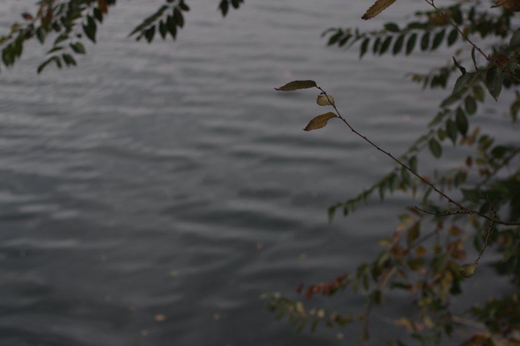 Autumn leaves in Beijing