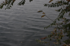 Autumn leaves in Beijing