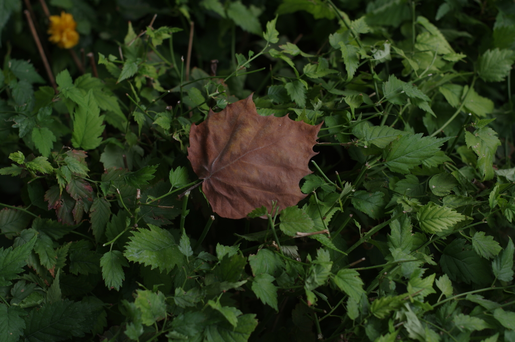 Autumn leaves