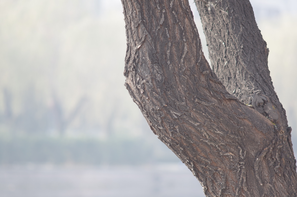 winter morning in Beijing