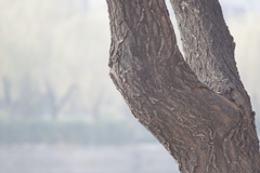 winter morning in Beijing