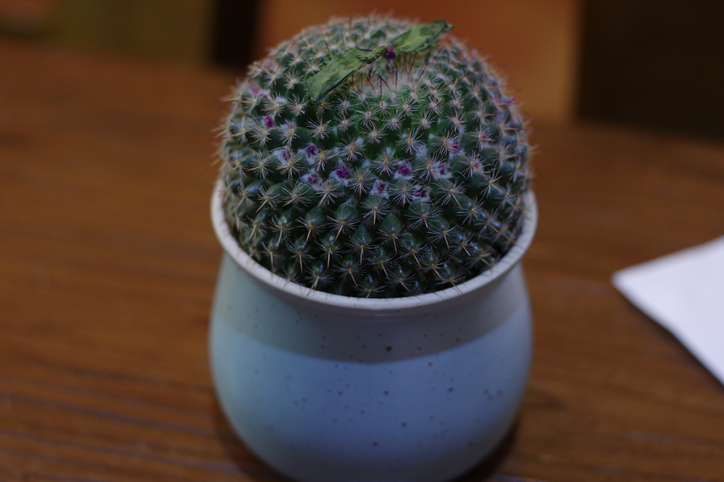 Cactus