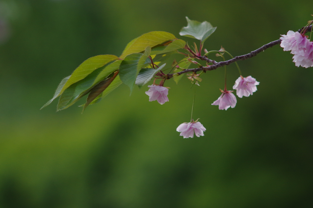 樱花