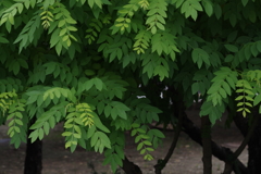 green leaves