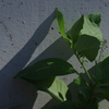 夏天