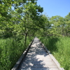 散歩道