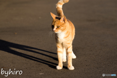 cat1