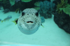 ふぐ
