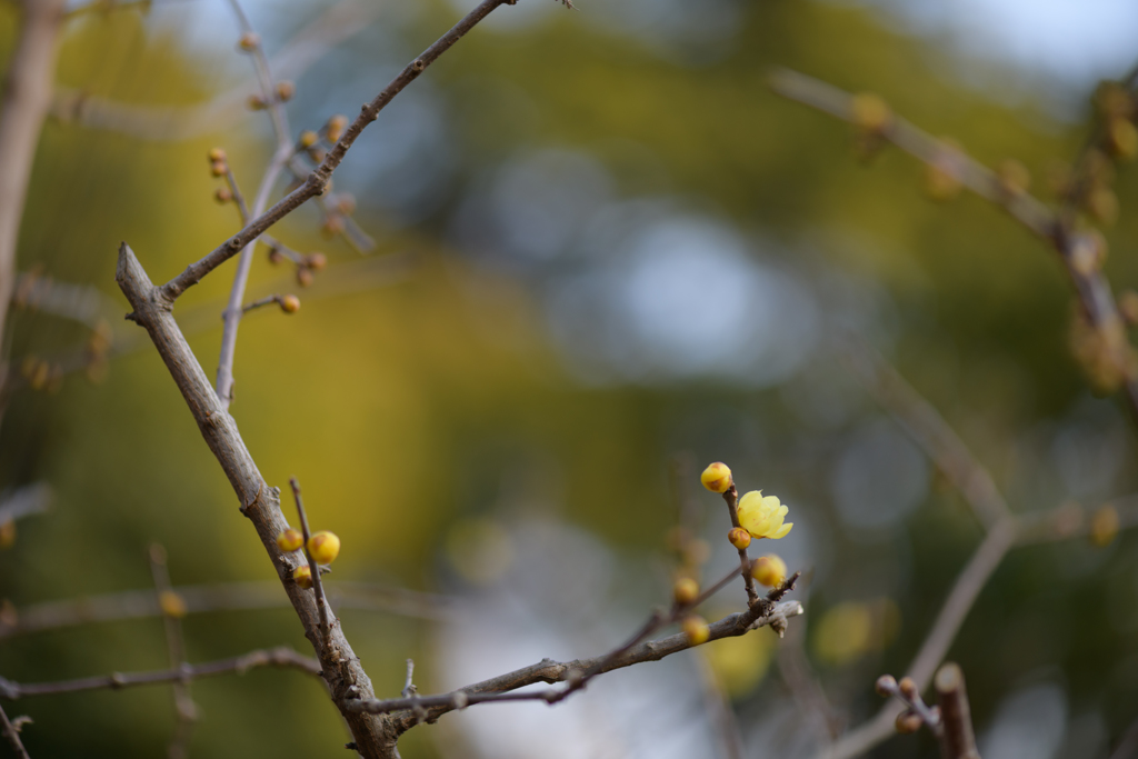 真冬を暖かくする花４