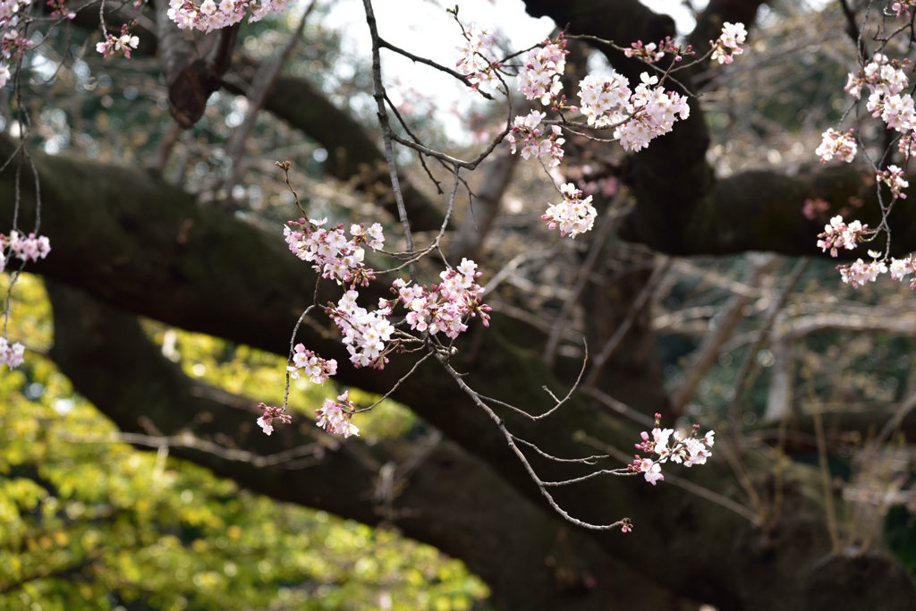 待ち望んだ桜４