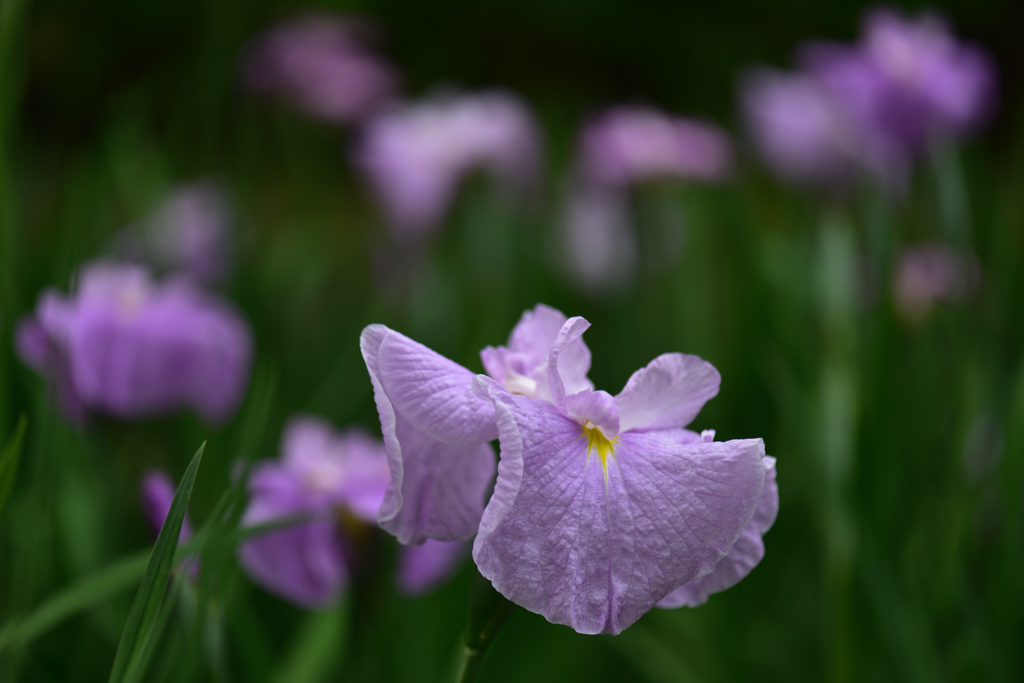 むらさき花菖蒲３