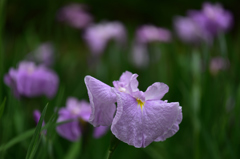 むらさき花菖蒲３