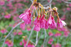寒緋桜２