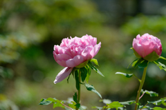春色の公園４