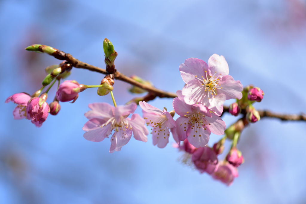 河津桜いろいろ４